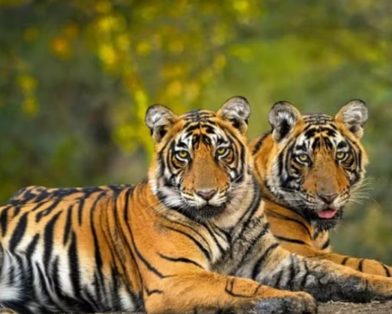 Soliga Tribe’s Role in Tiger Conservation at BRT Reserve