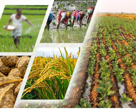 Expansion of Agricultural Commodities under e-NAM