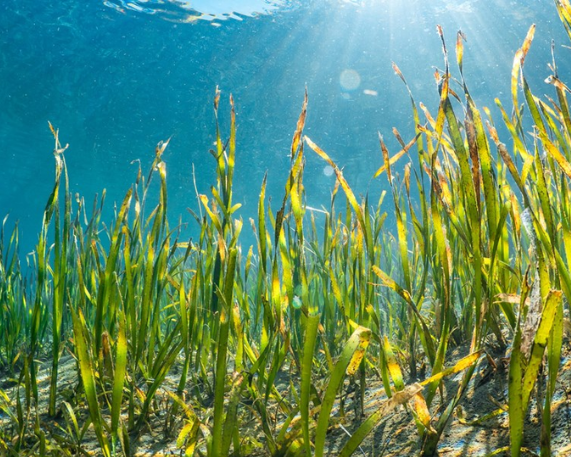 World Seagrass Day 2025: March 1