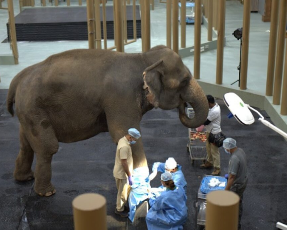 Vantara: World’s Largest Animal Rescue and Conservation Centre in Gujarat