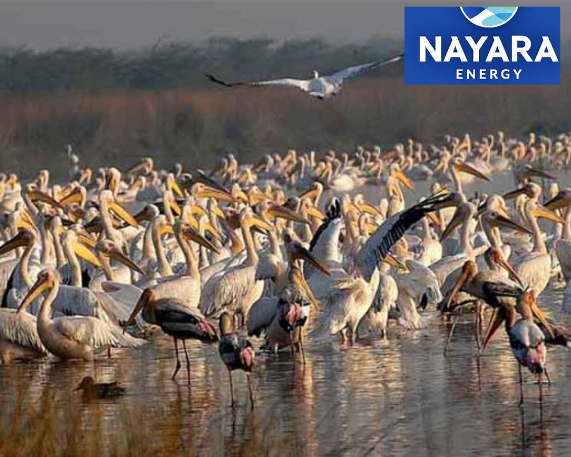 Gujarat, Nayara Energy Sign MoUs to Restore Khijadia Bird Sanctuary
