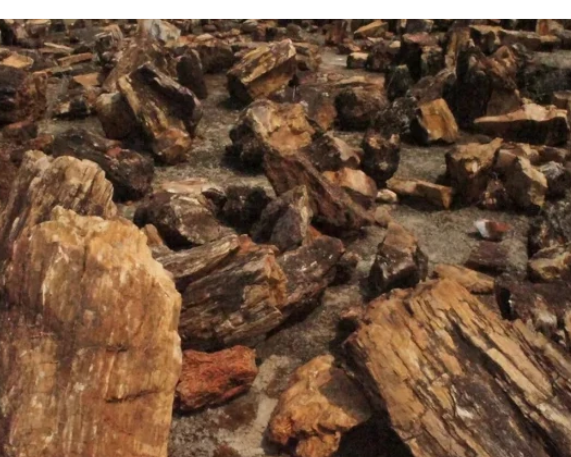 First-of-Its-Kind Petrified Wood Fossil Discovered in Jharkhand