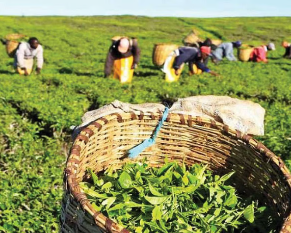 India Becomes World’s Second Largest Tea Exporter in 2024