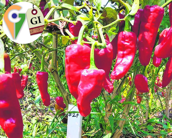 Warangal Chapata Chilli Gets GI Tag