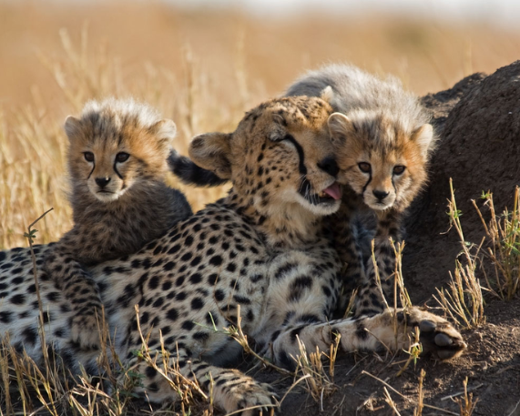 Cheetah Relocation from Kuno to Gandhi Sagar Approved