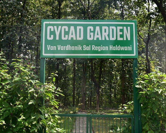 Uttarakhand’s First Cycad Garden Established in Haldwani