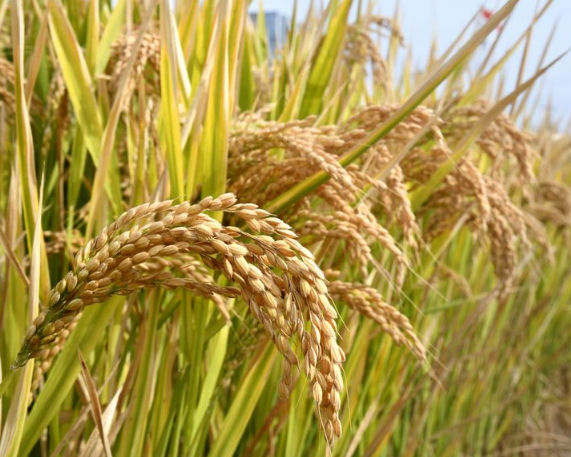 Chinese Scientists Create First-Ever Asian Rice “Pangenome”