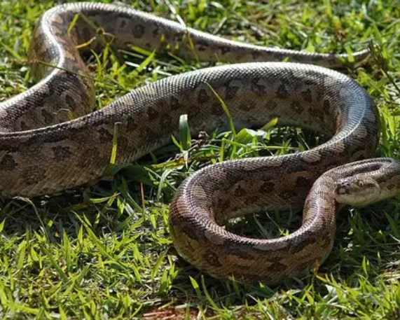 Northern Green Anaconda: World's Largest Snake Discovered