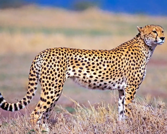 Rajasthan Joins India’s First Cheetah Conservation Corridor