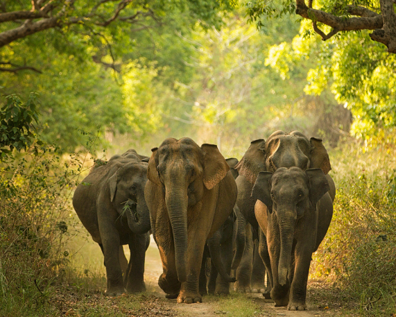 Project Elephant's 21st Steering Committee Meet Held in Dehradun