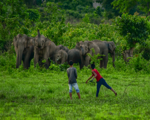 Assam’s Gajah Mitra Scheme to tackle Human-Elephant Conflict