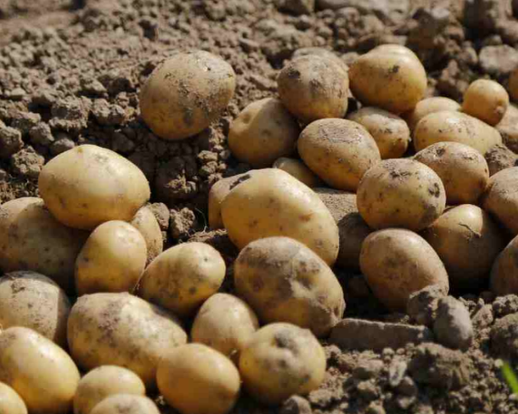 Gujarat Tops India in Processed Potato Production