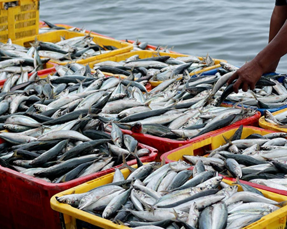 India’s Marine Fish Production Rises 44.95 Lakh Tonnes(2023-24)