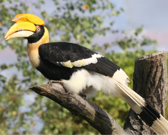 Tamil Nadu to Establish India’s First Hornbill Conservation Centre