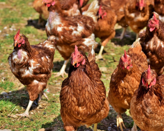 Maharashtra: First to Grant Agricultural Status to Livestock Farming