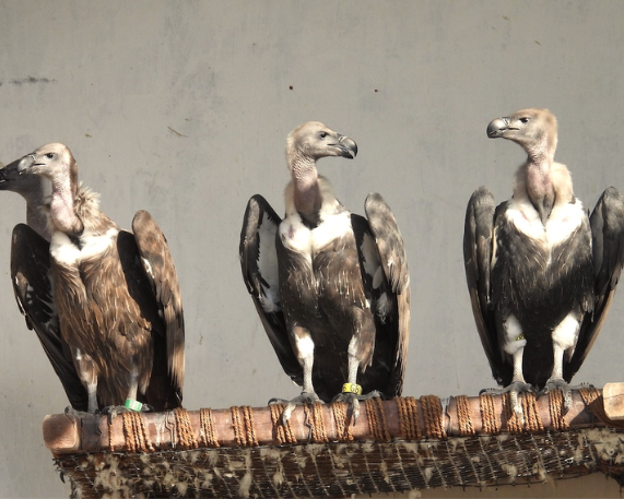 India’s First Vulture Knowledge Portal Launched in Assam