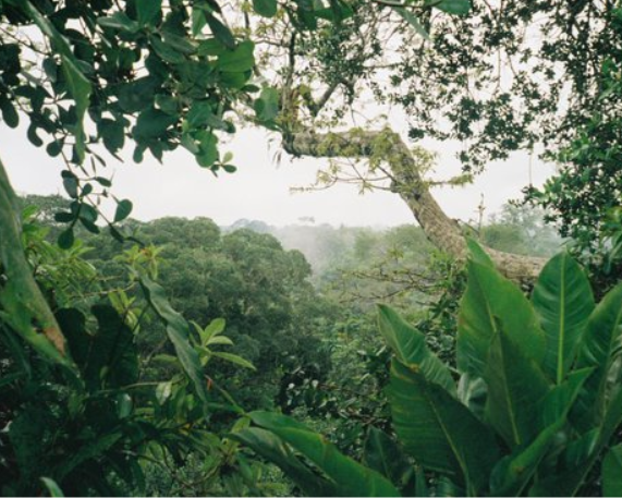 Environmental Accounting on Forest 2025