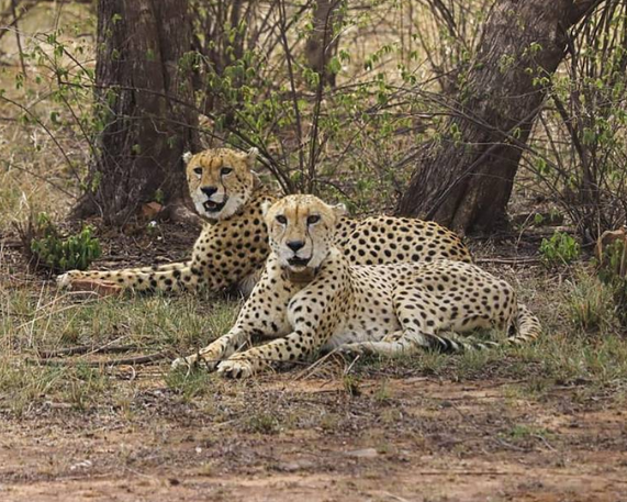 Mukhi: First India-Born Adult Cheetah at Kuno