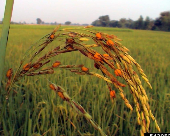 False Smut Disease Damages Paddy Crop in Punjab & Haryana
