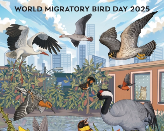 World Migratory Bird Day (WMBD): 11 October