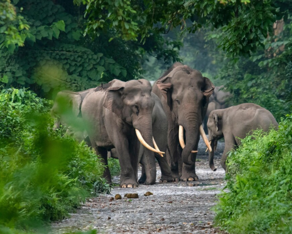 Gaj Rakshak App: Elephant Monitoring Initiative in Bandhavgarh TR