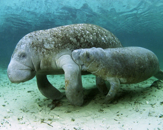 India’s First Dugong Reserve Gets IUCN Recognition