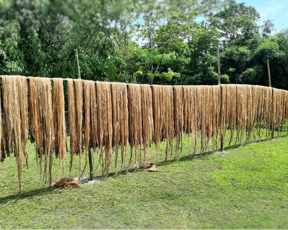 Nagaland Signs MoU to Promote Jute & Natural Fibres Farming