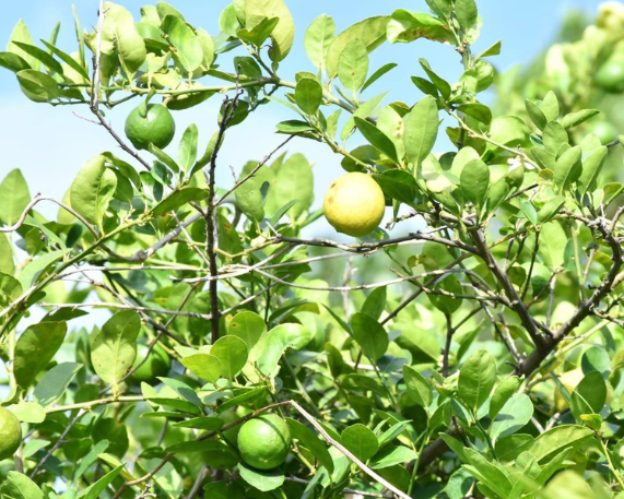 India Exports First-Ever GI-Tagged Indi & Puliyankudi Limes to UK