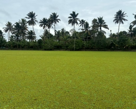 Kuttanad Paddy Field faces high Aluminium Concentration