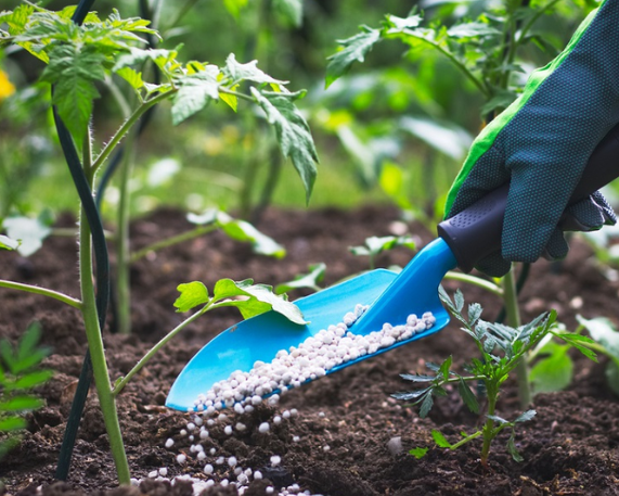 Cabinet Approves Nutrient-Based Subsidy Rates for Rabi 2025–26