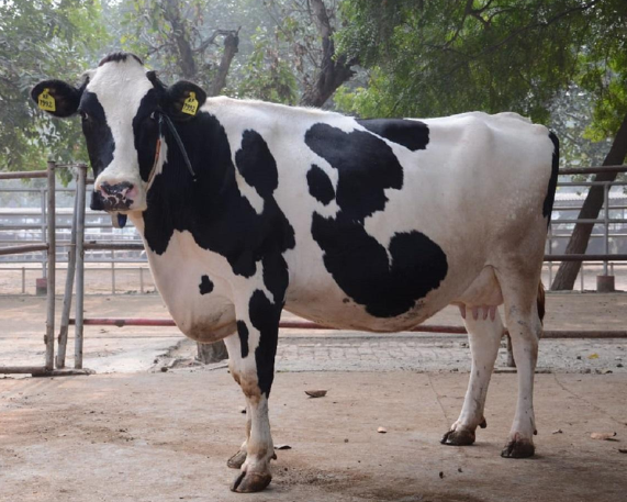 Karan Fries and Vrindavani: India’s synthetic cattle breeds