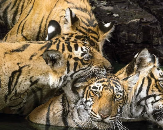 Anamalai Tiger Reserve to use MSTrIPES App for Tiger Census