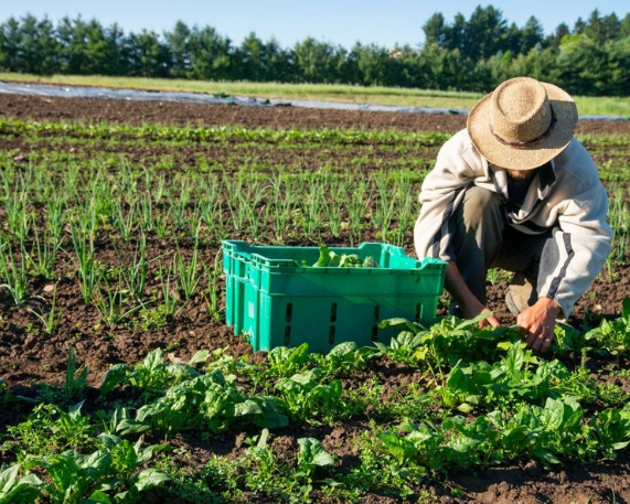 Bamanwas Kankar becomes Rajasthan’s First Fully Organic Village