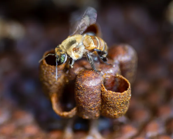 Amazon Stingless Bees: First Insect to Be Granted Legal Rights