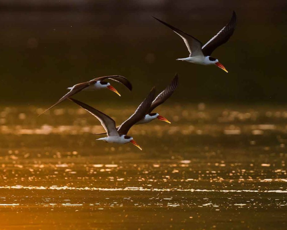 Ganga Basin Project to Protect Sandbar-Nesting Birds
