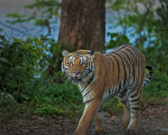 Palamu Tiger Reserve Launches ‘Vanjeevi Didi’ Initiative