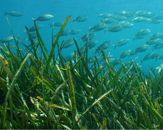 World Seagrass Day: 1 March