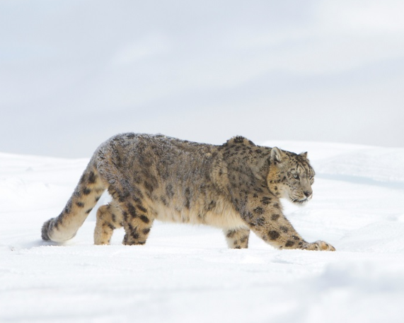Indian Army, Ladakh sign MoU for Snow Leopard Conservation