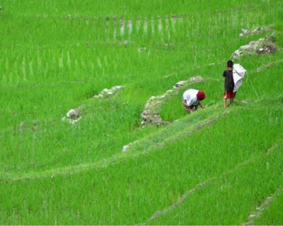 NITI Aayog’s report on Natural Farming