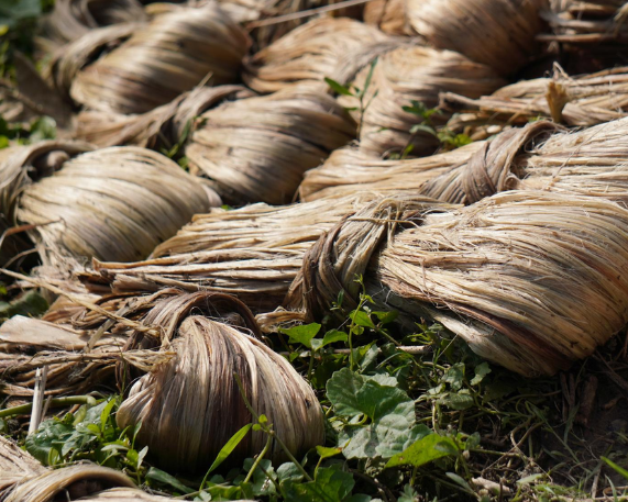 Cabinet Hikes Raw Jute MSP to ₹5,925 per Quintal for 2026–27