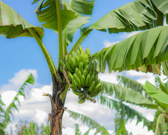 ₹200-crore Banana Cluster Project