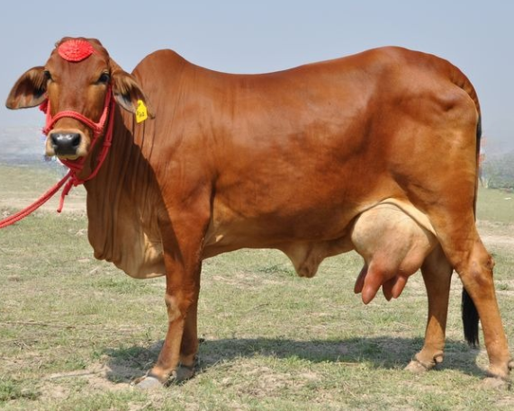 IVRI Produces Sahiwal Calves Using Advanced Reproductive Tech