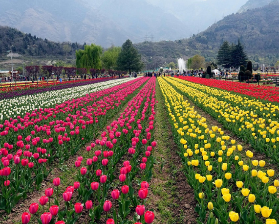 Asia’s Largest Tulip Garden Inaugurated in Srinagar