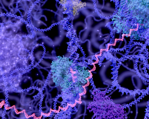 New Study Challenges Long-Standing Model of Bacterial Gene Regulation