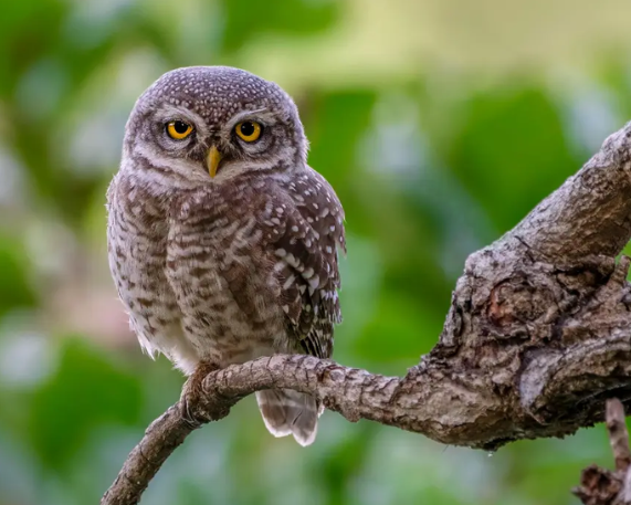 Kuno NP Records First Sighting of Endangered Forest Owlet