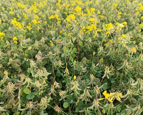 Nagauri Pan Methi Gets PPVFRA Protection for Farmers