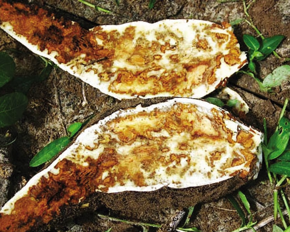 Cassava Virus Threatens Africa’s Food Security