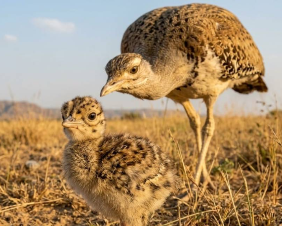 Great Indian Bustard Chick Born in Gujarat After a Decade