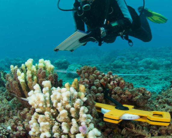 CMLRE's Bhavasagara is National Repository for Deep-Sea Fauna