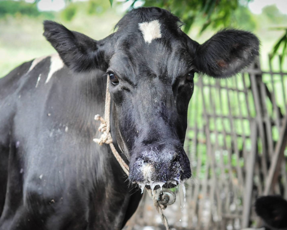 Foot-and-Mouth Disease (SAT1) International Spread